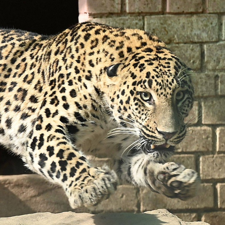 Pet leopard escapes Pakistan owner’s home, mauls six as it runs amok ...