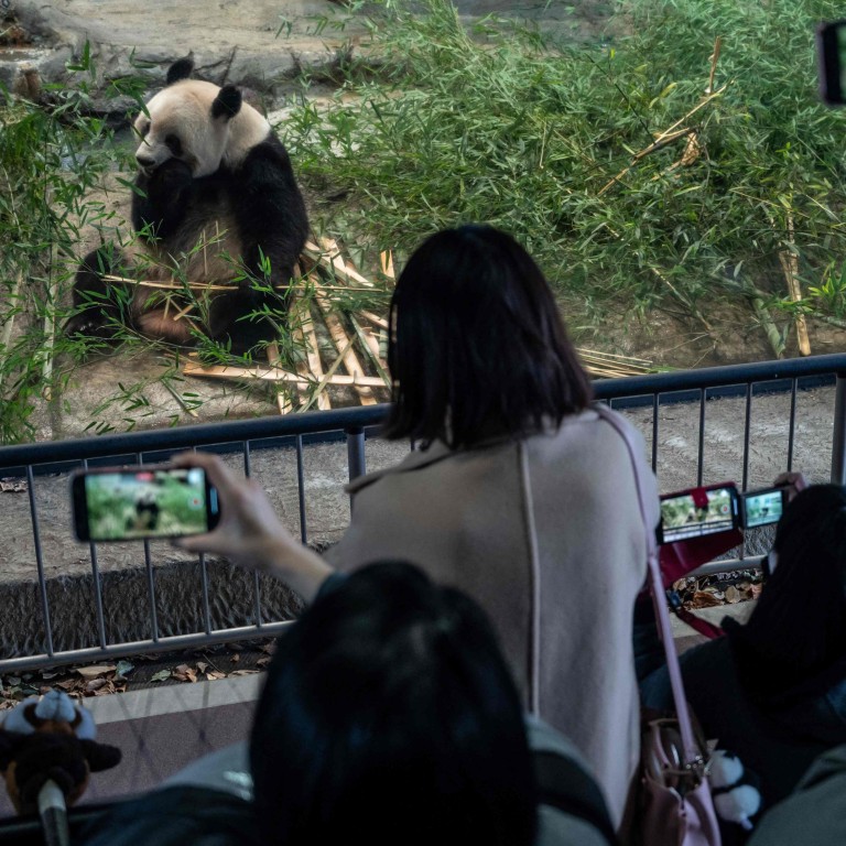 Japan Bids Tearful Farewell To 4 Pandas Returning To China South Japan Bids Tearful Farewell To 4 Pandas Returning To China South