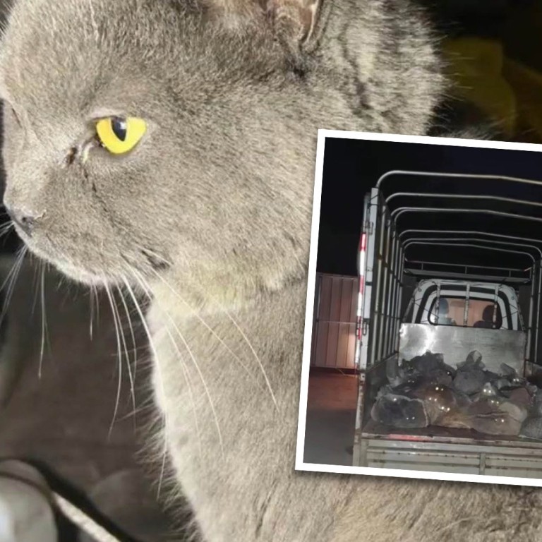 Cat owner in China tracks down missing pet 1,600km away and finds truck