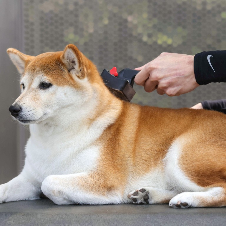 It’s a dog’s life Hong Kong pet insurance policies for popular breed