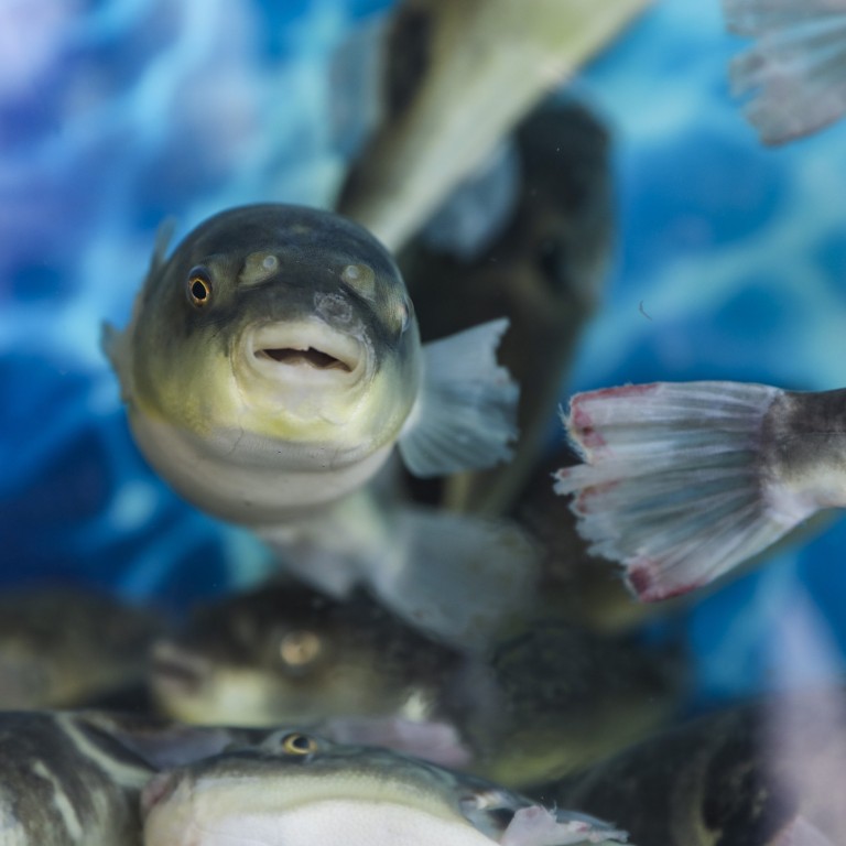 Daughter says Malaysian mum who died after eating pufferfish did not ...