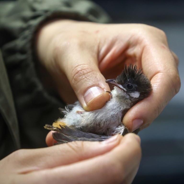 Bird rescues soar by 20 times over past decade at Hong Kong ...