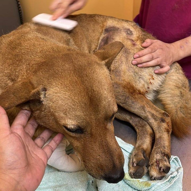 Mum of Malaysian teen who set stray dog on fire pleads for end to ...