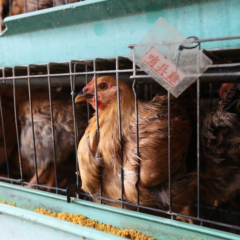 Appeal For Hong Kong To Screen For Bird Flu Variant After Guangdong ...