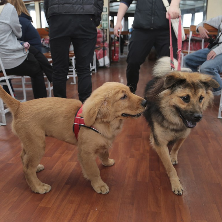 Pets in Hong Kong latest stories | South China Morning Post