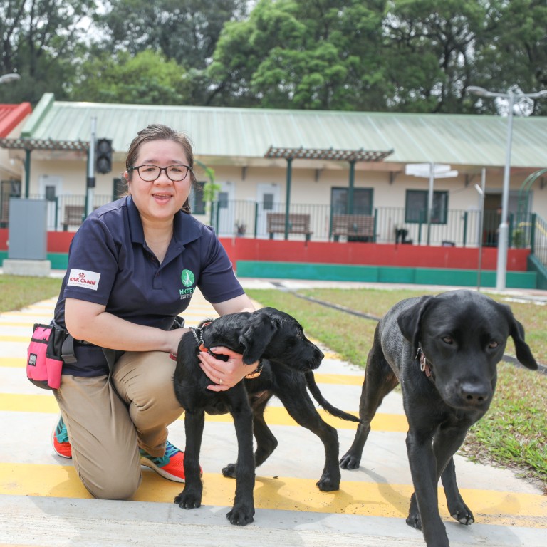 Hong Kong guide dog centre runs out of foster care for puppies as
