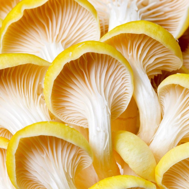 Mushrooms are a trending ingredient in beauty products these days. Photo: Handout