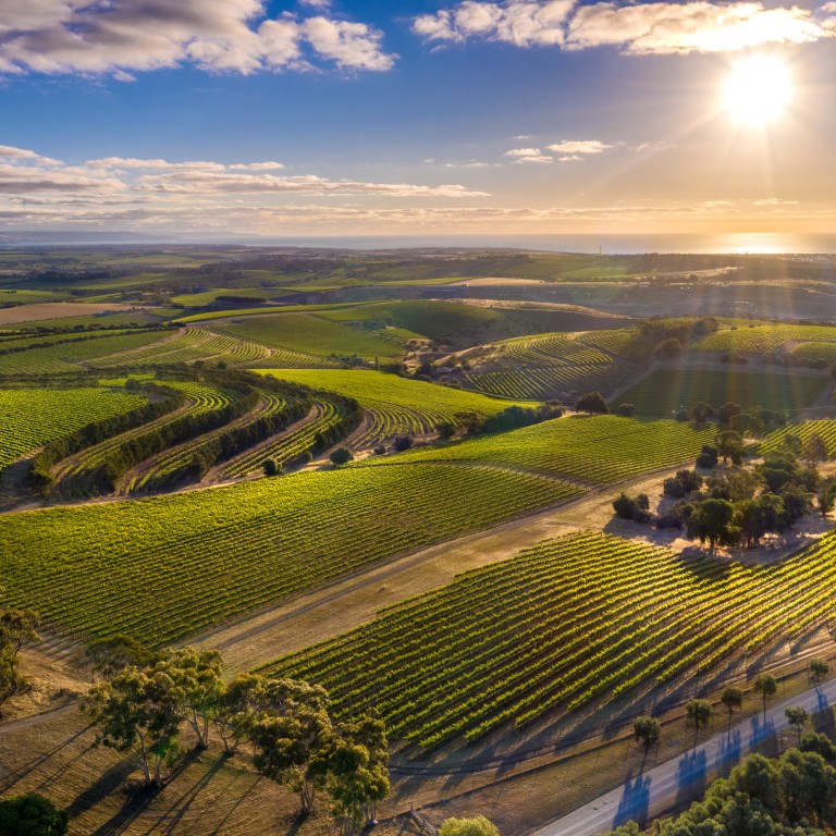 ‘There are cow horns with poo’: a vineyard tour of McLaren Vale, centre ...