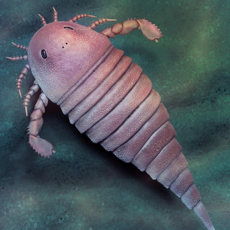 Морской скорпион фото Морской скорпион фото