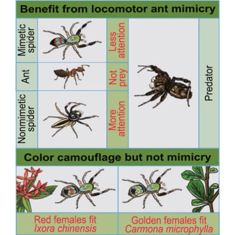 How jumping spiders can distinguish the living from the non-living - Big Think