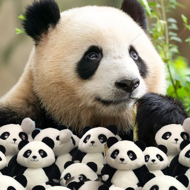 China may send new pandas to U.S., Xi says