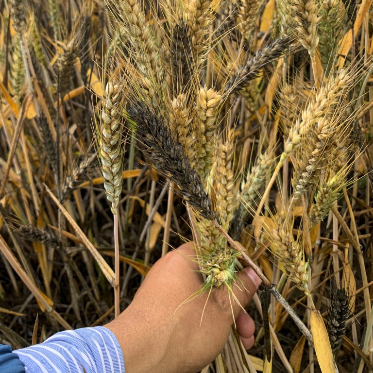 China loses millions of tonnes of wheat right before harvest with China loses millions of tonnes of wheat right before harvest with