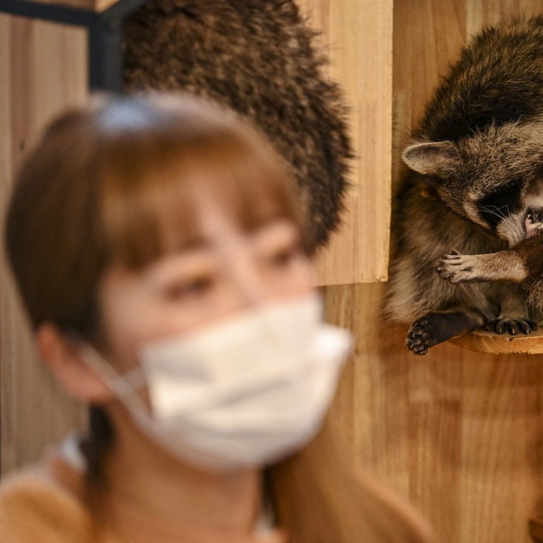 Japan Racoons Japan’s Niigata Prefecture declares war on ‘ferocious’ raccoons as ...