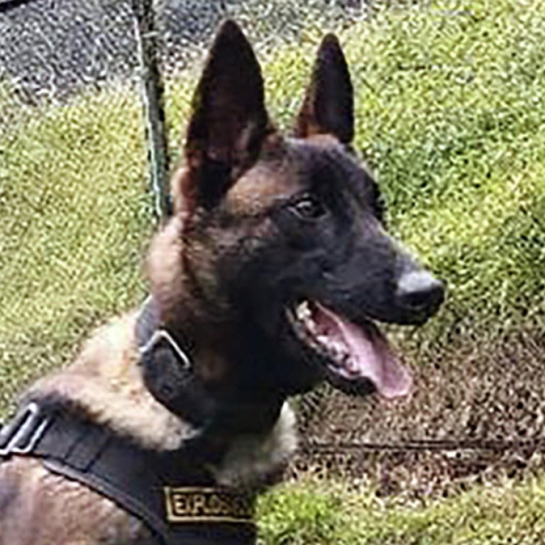 Rescue dog Wilson, who helped find lost children in Colombian Amazon, is now missing