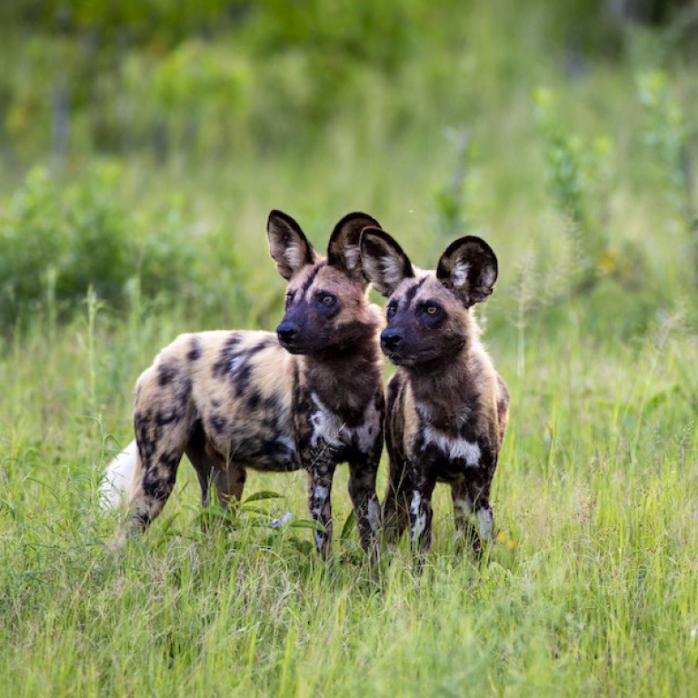 African wild dogs | Botswana | UPSC
