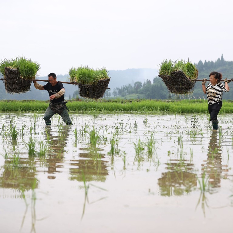Chinese Rural Rice Farm China defends hillside rice farming as country pushes to guarantee food ...