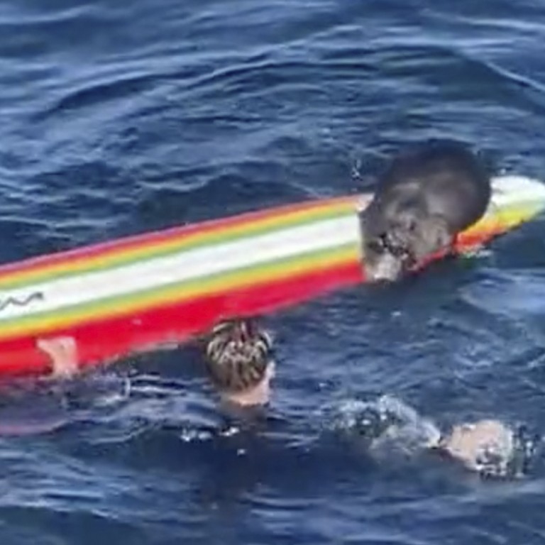 Surfboard-stealing sea otter terrorises California beachgoers | South