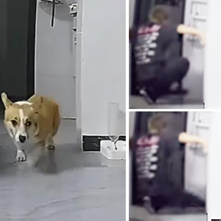 ‘Today it’s a dog’: China pet abuser dumped after violent attack on ...