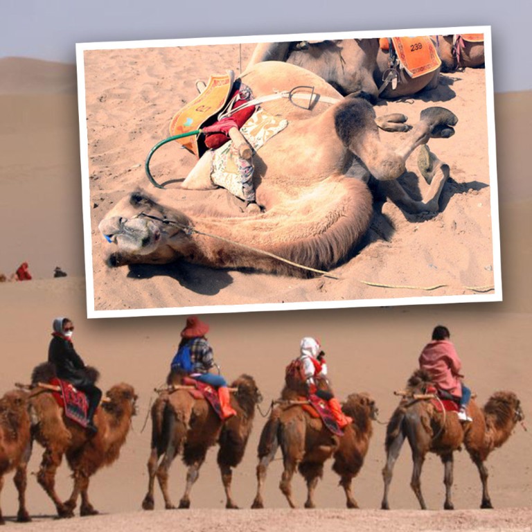 ‘Camels not on strike’ rides at Silk Road tourist site in China resume