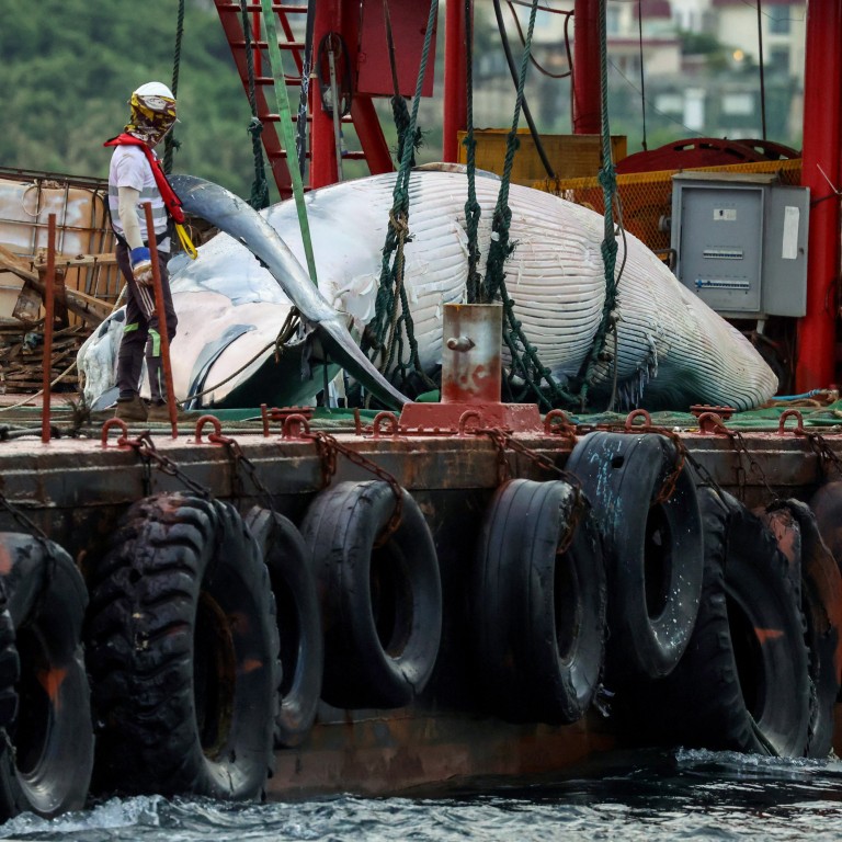 Should Tourist Boats Be Banned From Nearing Whales? Carcass Discovery ...