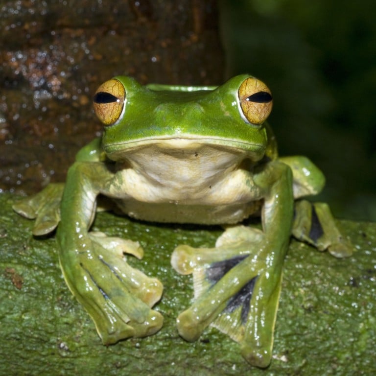France loves its frogs' legs. But for Indonesia and Vietnam, that's becoming a problem | South China Morning Post France Loves Its Frogs' Legs. But For Indonesia And Vietnam, That'S Becoming A Problem | South China Morning Post