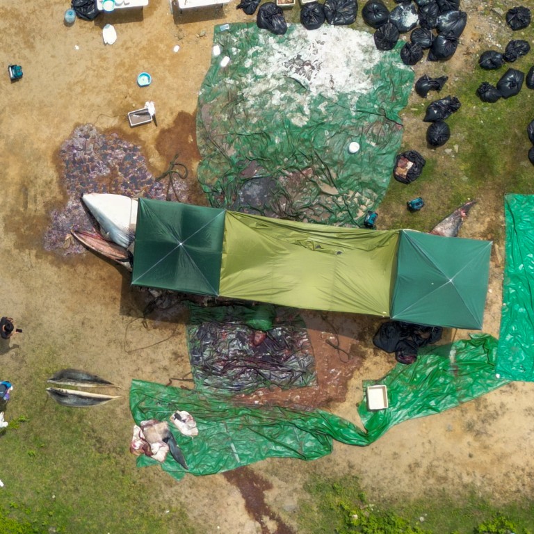 Opinion | Turn fury over Hong Kong whale death into action | South