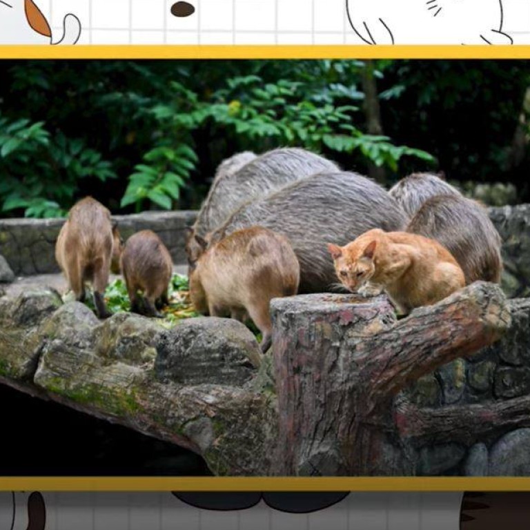 Capybara Rabbit Cat Capybara Pet And Cat