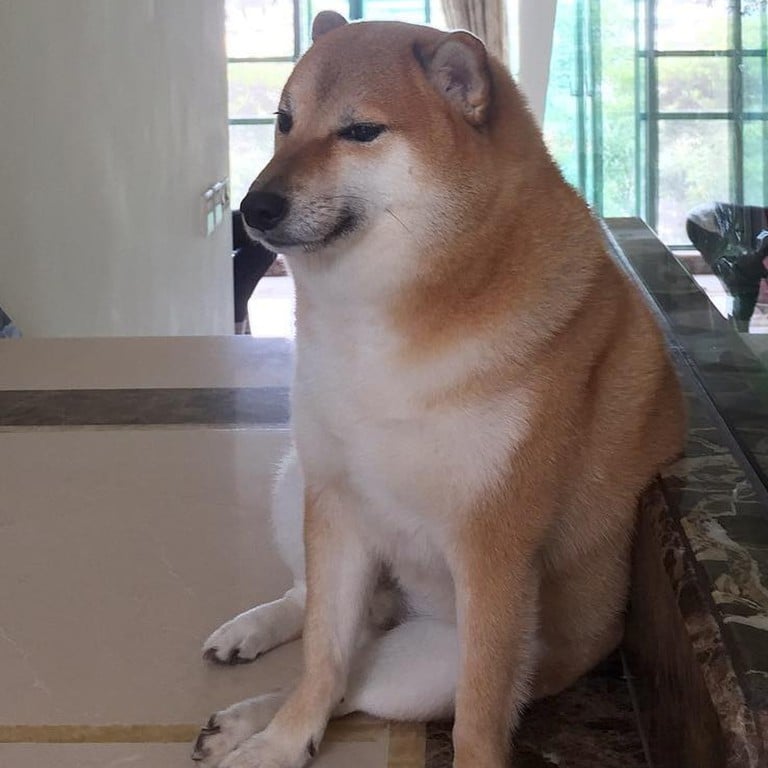 Cheems The Hong Kong Shiba Inu Dog Who Went Viral As Doge Meme And cheems-the-hong-kong-shiba-inu-dog-who-went-viral-as-doge-meme-and