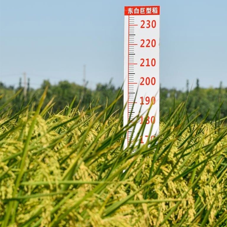 Giant Rice China China’s giant rice hybrid yields bumper harvest in what could be ‘game ...
