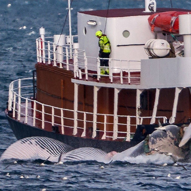 Iceland Resumes Whale Hunting After Temporary Ban, But Slaughter Needs ...