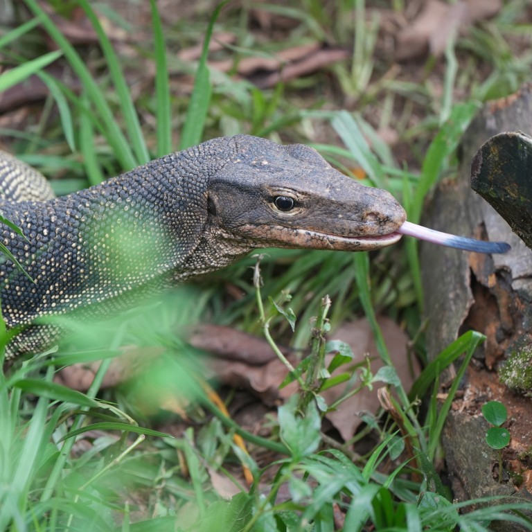 Water monitor lizard’s adventure in Hong Kong comes to an end South