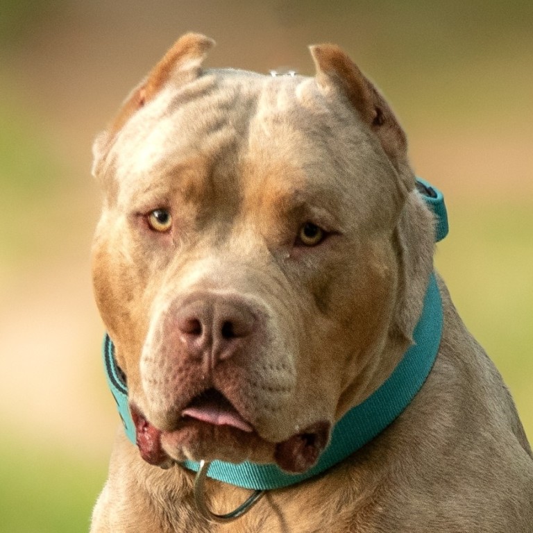 What is an XL bully and is the dog breed illegal in the UK?