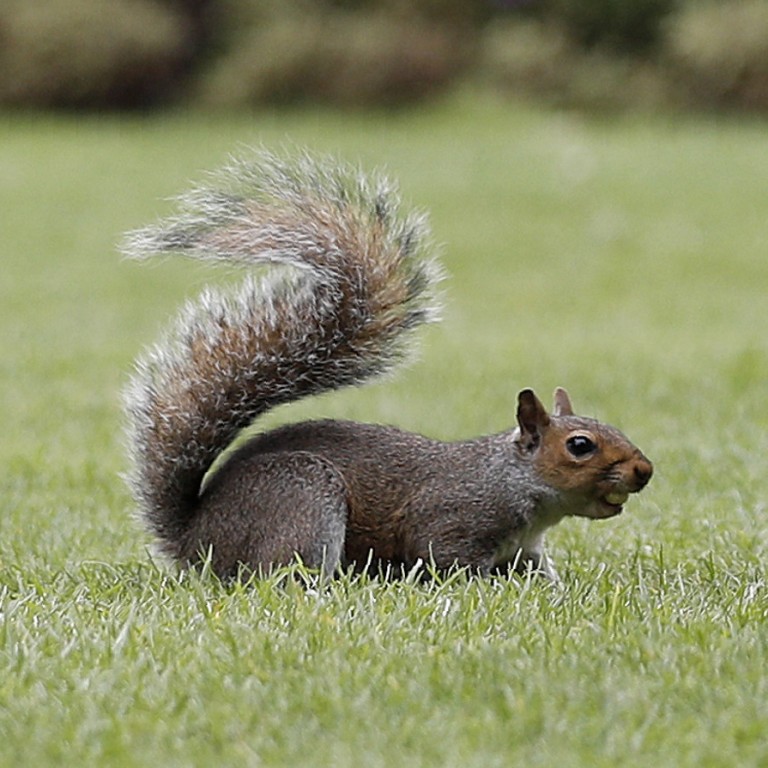 An order of squirrel, sir? How London’s ‘invasive species supper clubs ...