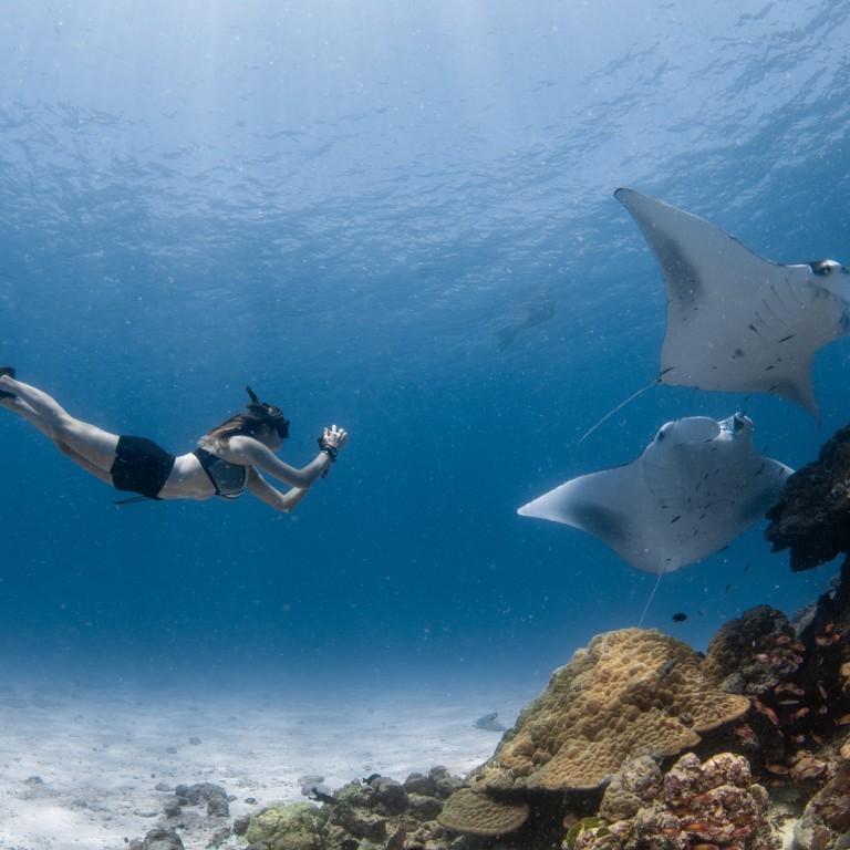 Swim with the world’s largest gathering of manta rays at Four Seasons