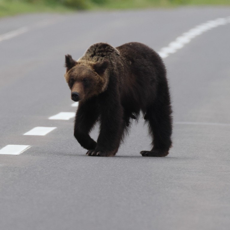 Japan’s Hokkaido fears attacks from ‘starving’ bears as warm waters
