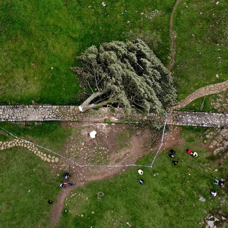 UK teen arrested after famous ‘Robin Hood Tree’ cut down at Hadrian’s