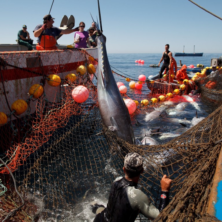 BLUEFIN FISHING! 