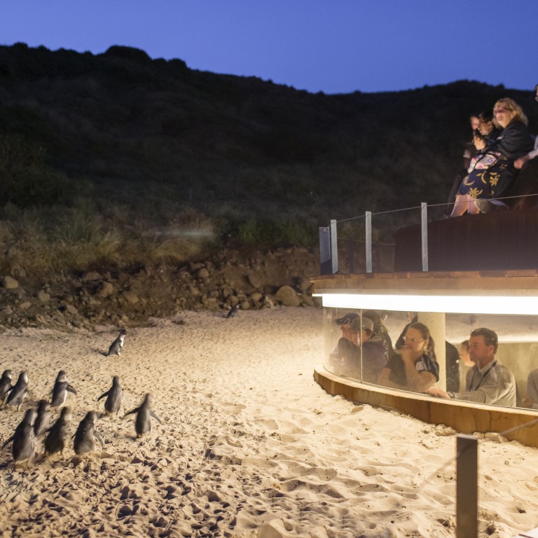 How viewing of ‘penguin parade’ on Australia’s Phillip Island puts the birds first, with secure