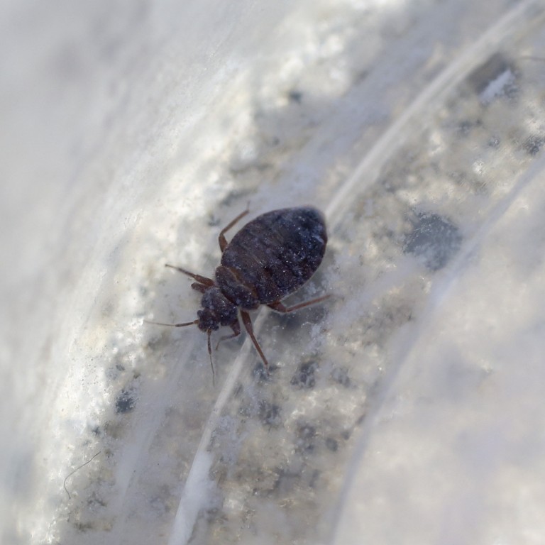 Should Hong Kong travellers be worried about bedbugs after outbreaks in