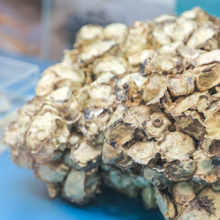 Why are oysters so important? Exhibition explores their ecological, cultural and historical