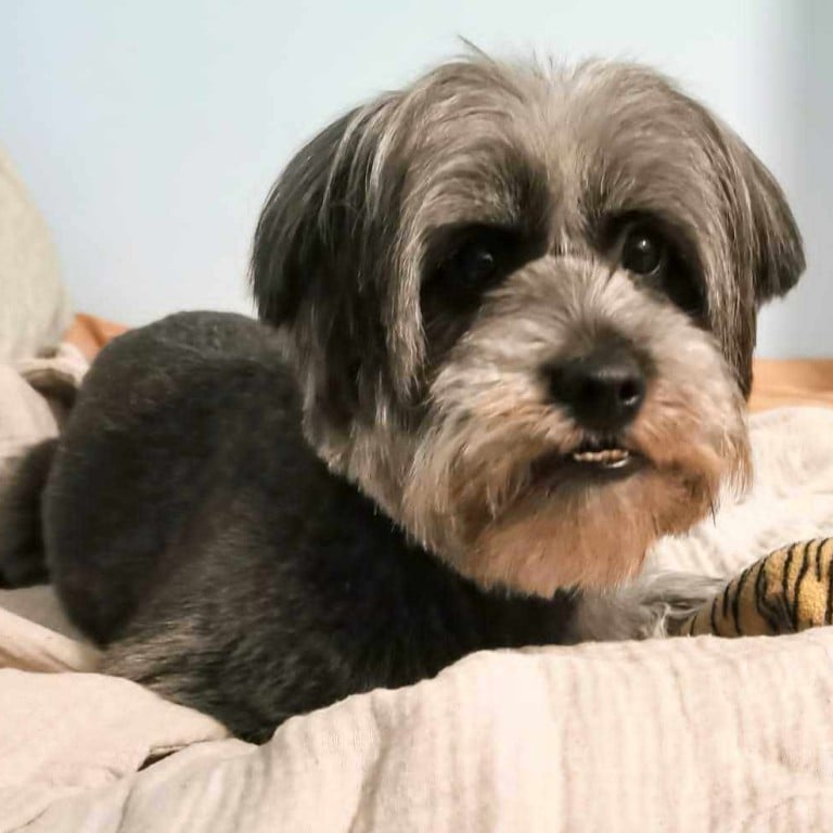 What Does the Male Dog Owner Get When Breeding : Unveiling the Benefits