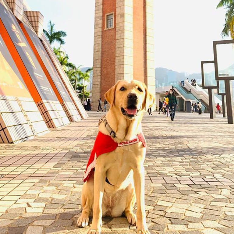 Dog shopping outlet centre