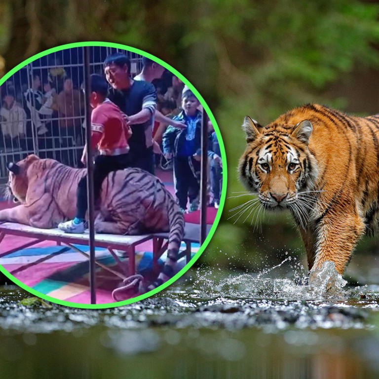 ‘not a toy’: china circus charges us$2.8 to let children ride tiger for photos, faces legal action