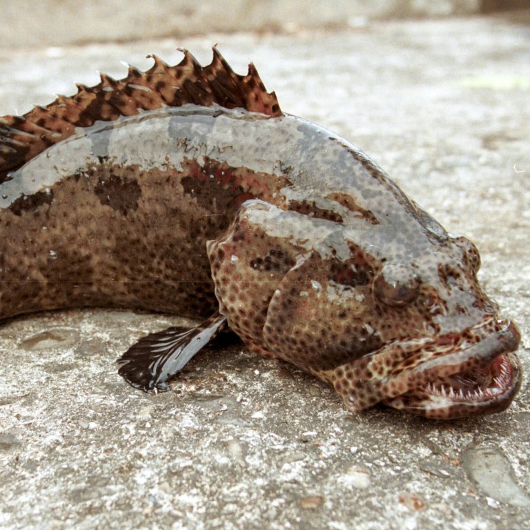 Mainland China allows Taiwan grouper fish imports to resume just weeks