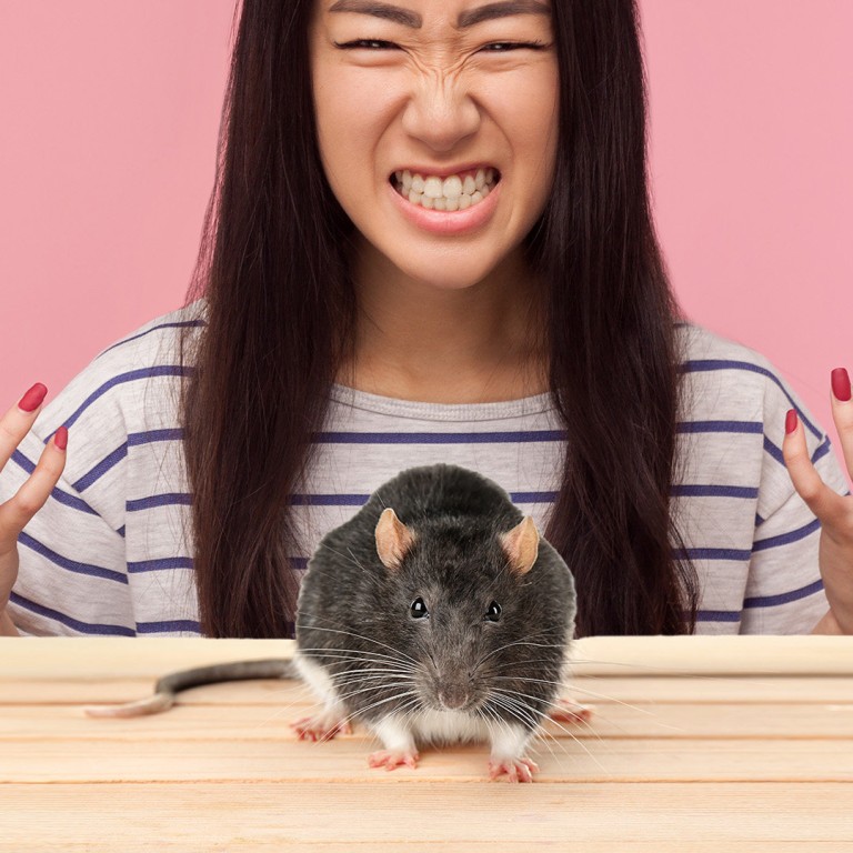 Biggest daredevil of 2023': China student takes revenge on mouse that bit her by sinking teeth into rodent's head, shocking mainland social media | South China Morning Post