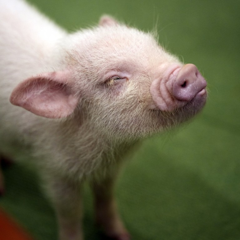 Forget cat cafes, Japan now has coffee shops where you can cuddle a pig ...