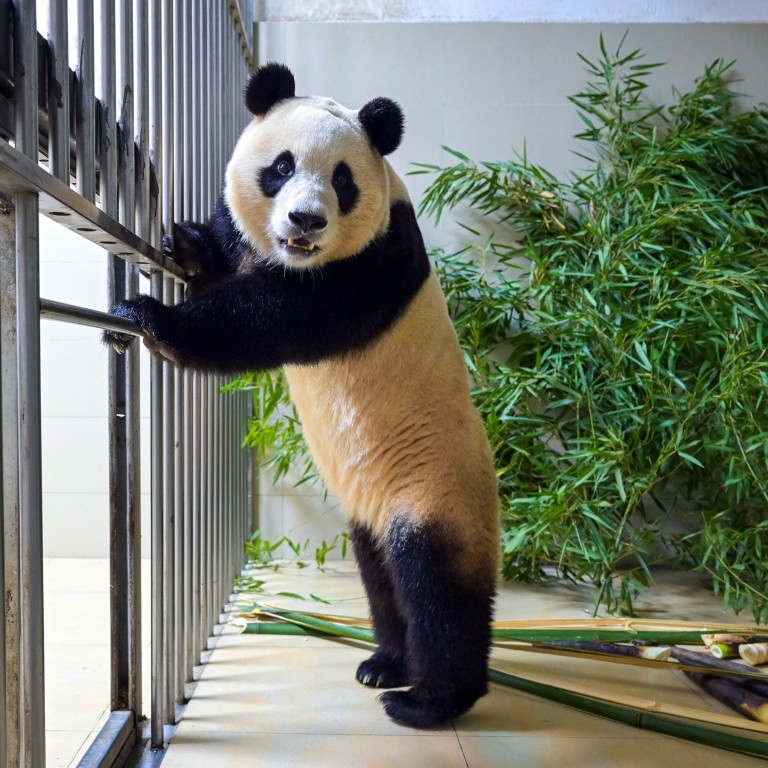 Beloved panda Fu Bao starts quarantine in China after arriving from ...