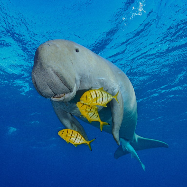 Coral reefs, the elusive dugong and a wealth of other marine life in ...