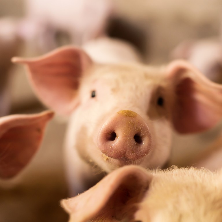 From Liver To Kidney: Chinese Scientists Pass Another Milestone In Pig ...