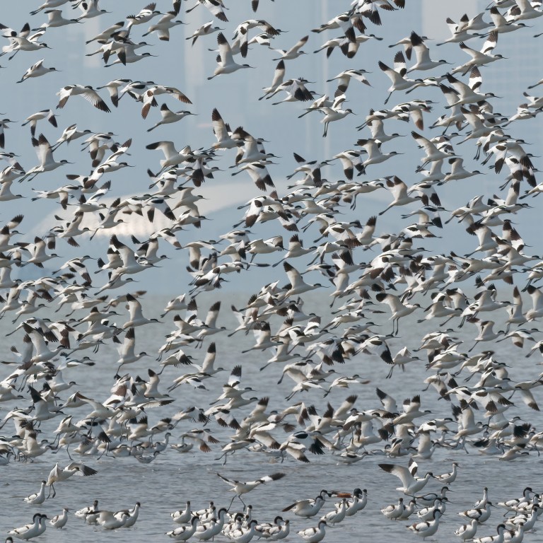 Avocets in flight over Mai Po, Hong Kong, in March 2018. Photo: Martin Williams